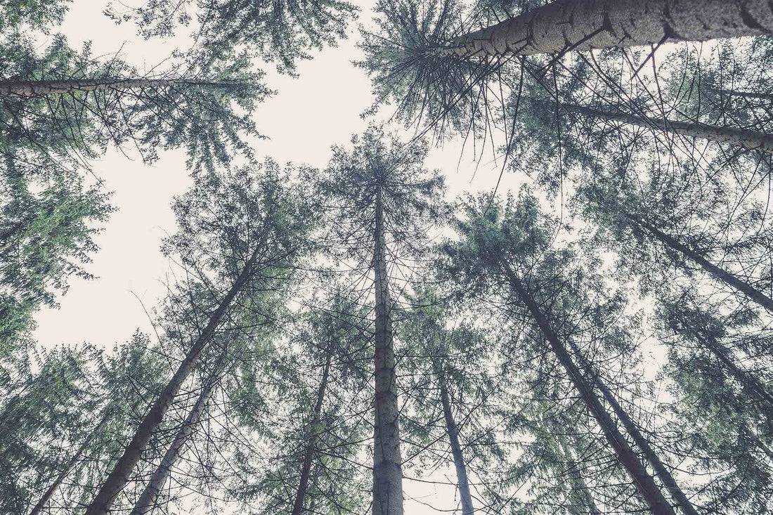 Oslavte Mezinárodní den stromů s botami od BOSP