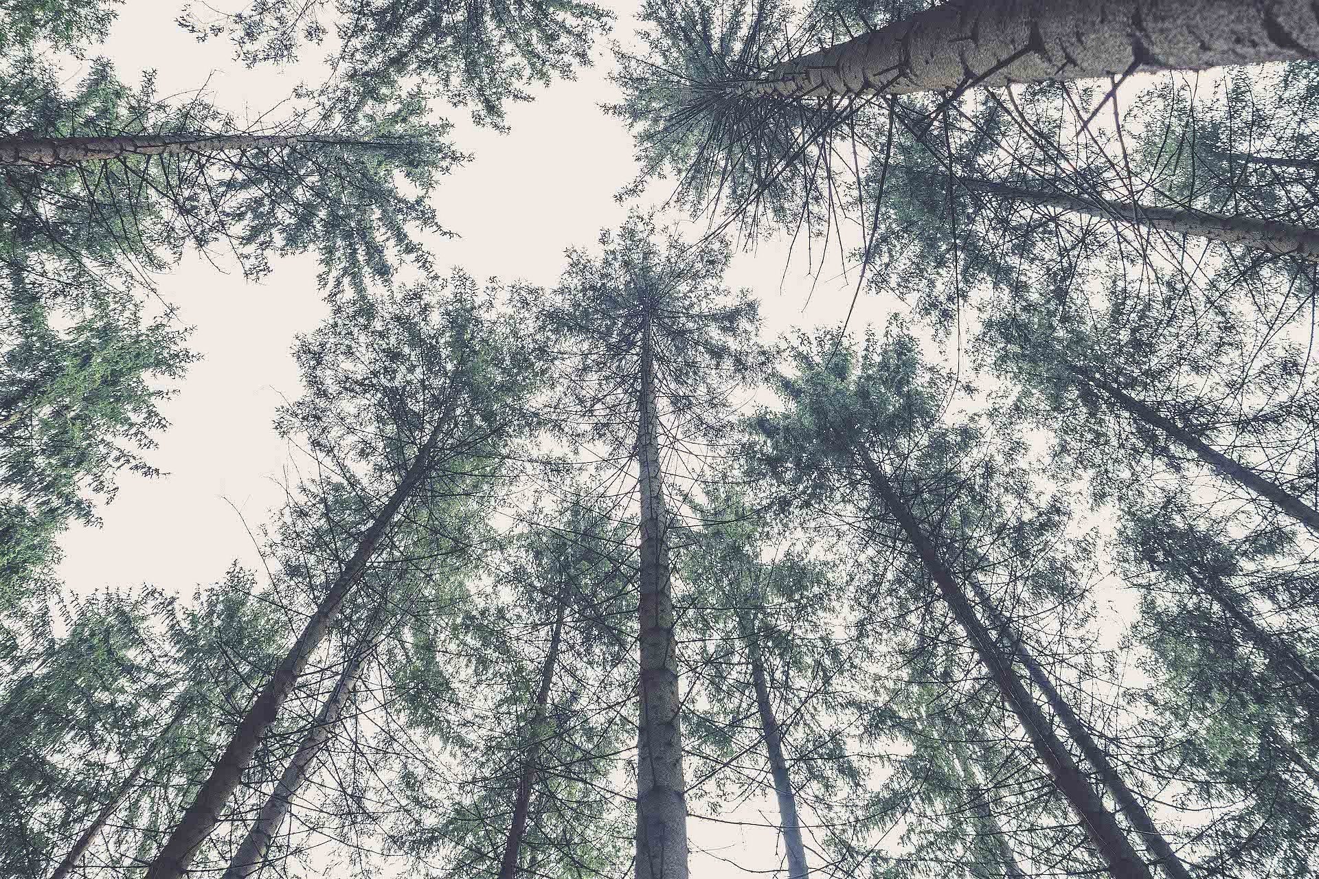 Oslavte Mezinárodní den stromů s botami od BOSP